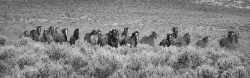 Mustang Run by artist Claire Porter